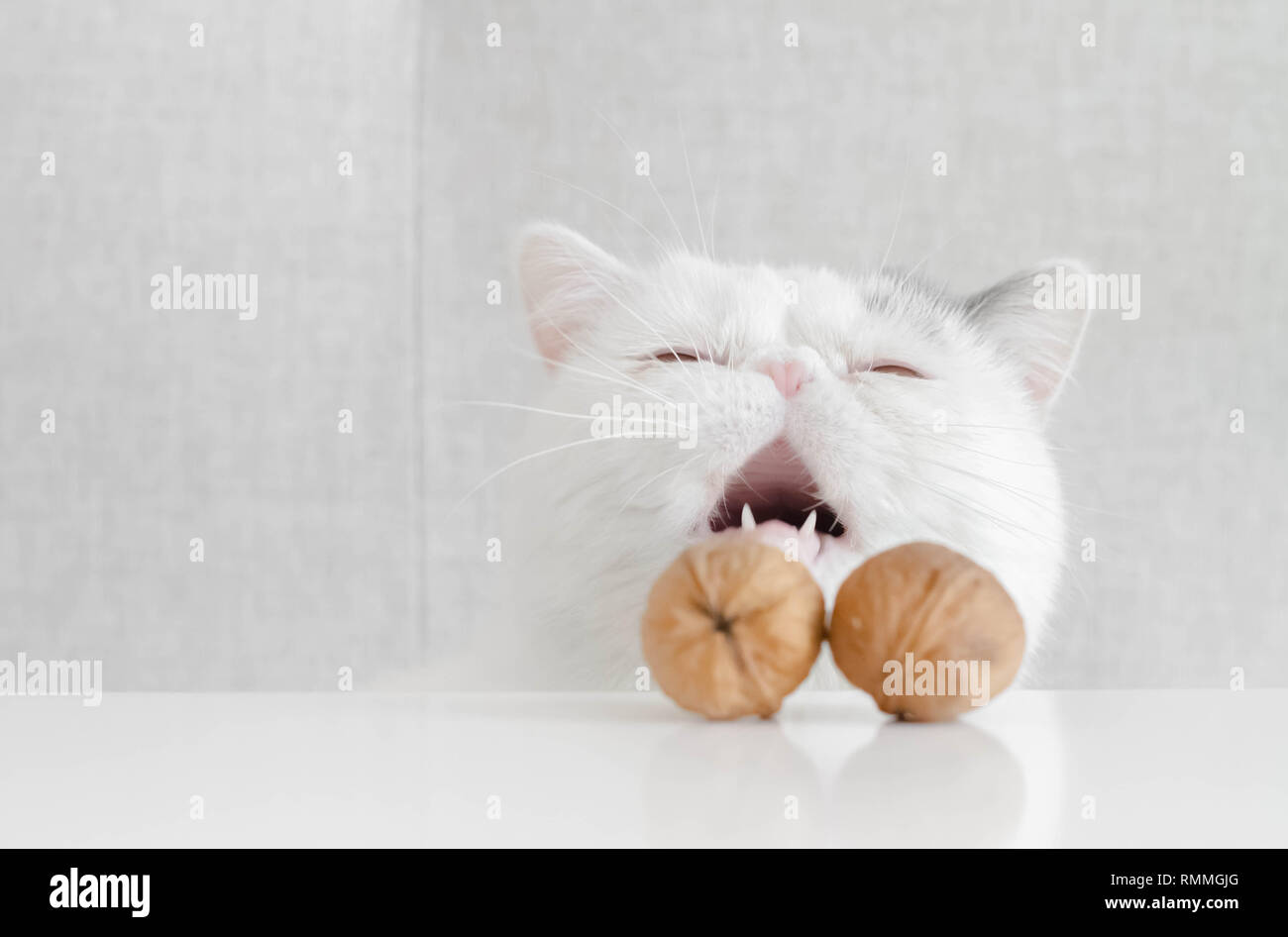 Conceptual spay and neuter of an anxious Exotic shorthair kitten Stock Photo