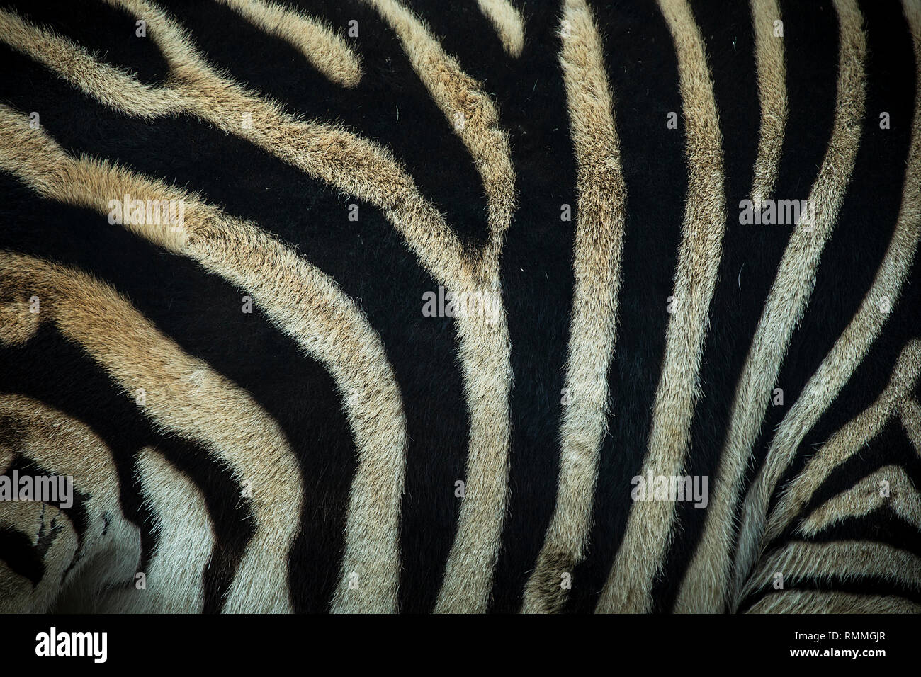 Closeup of a zebra's skin Stock Photo Alamy