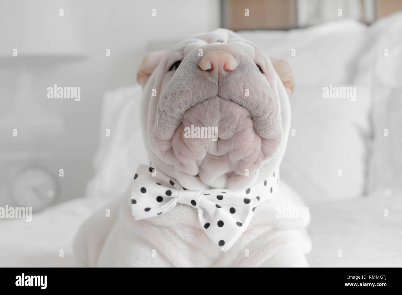 Shar pei puppy dog wearing a bow tie Stock Photo