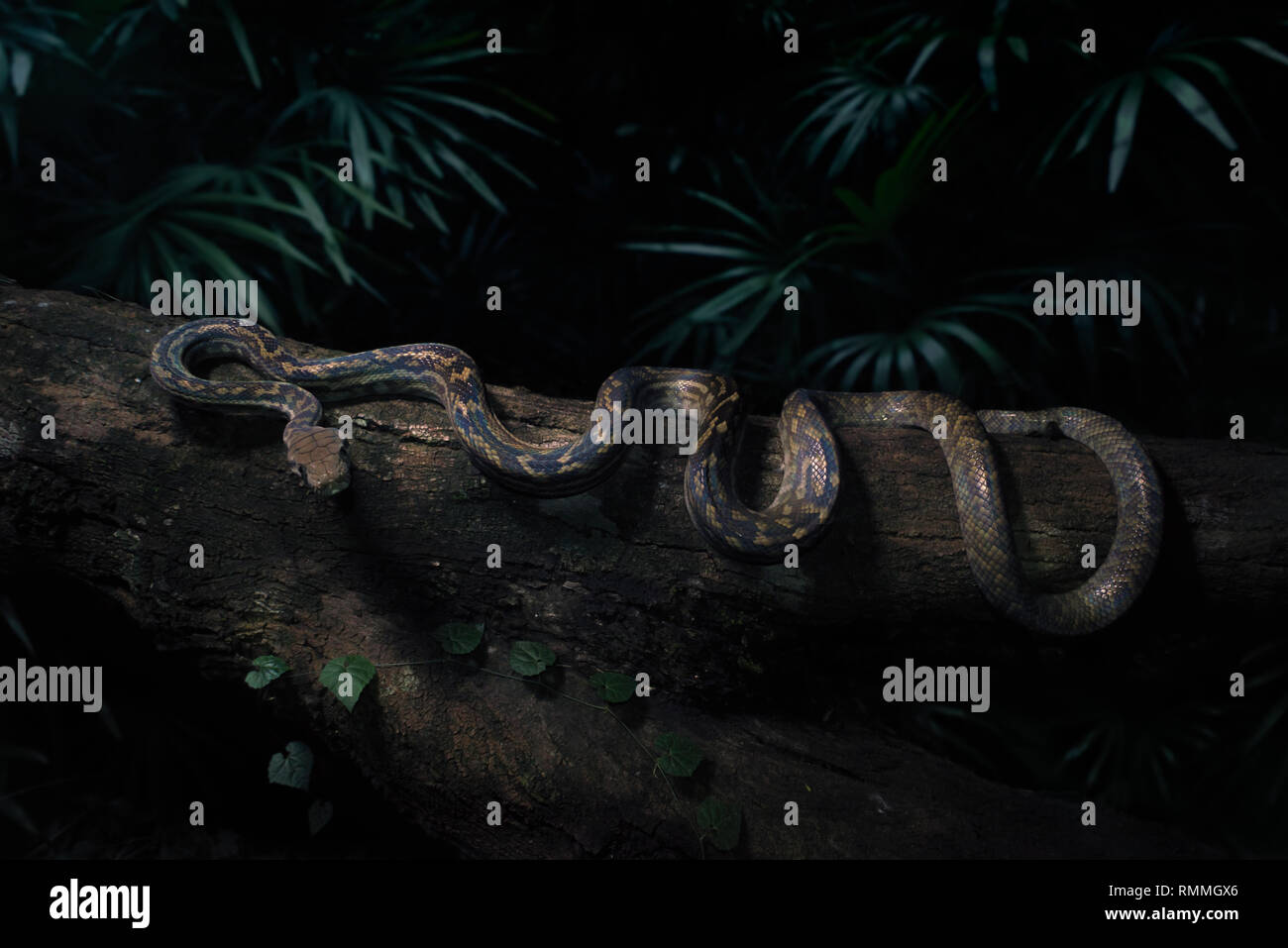 Scrub python (Morelia amethistina) on a tree trunk at night, Australia ...