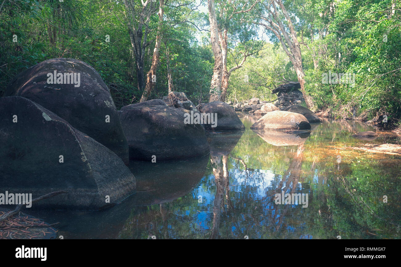 eucalyptus-trees-by-a-river-queensland-australia-stock-photo-alamy