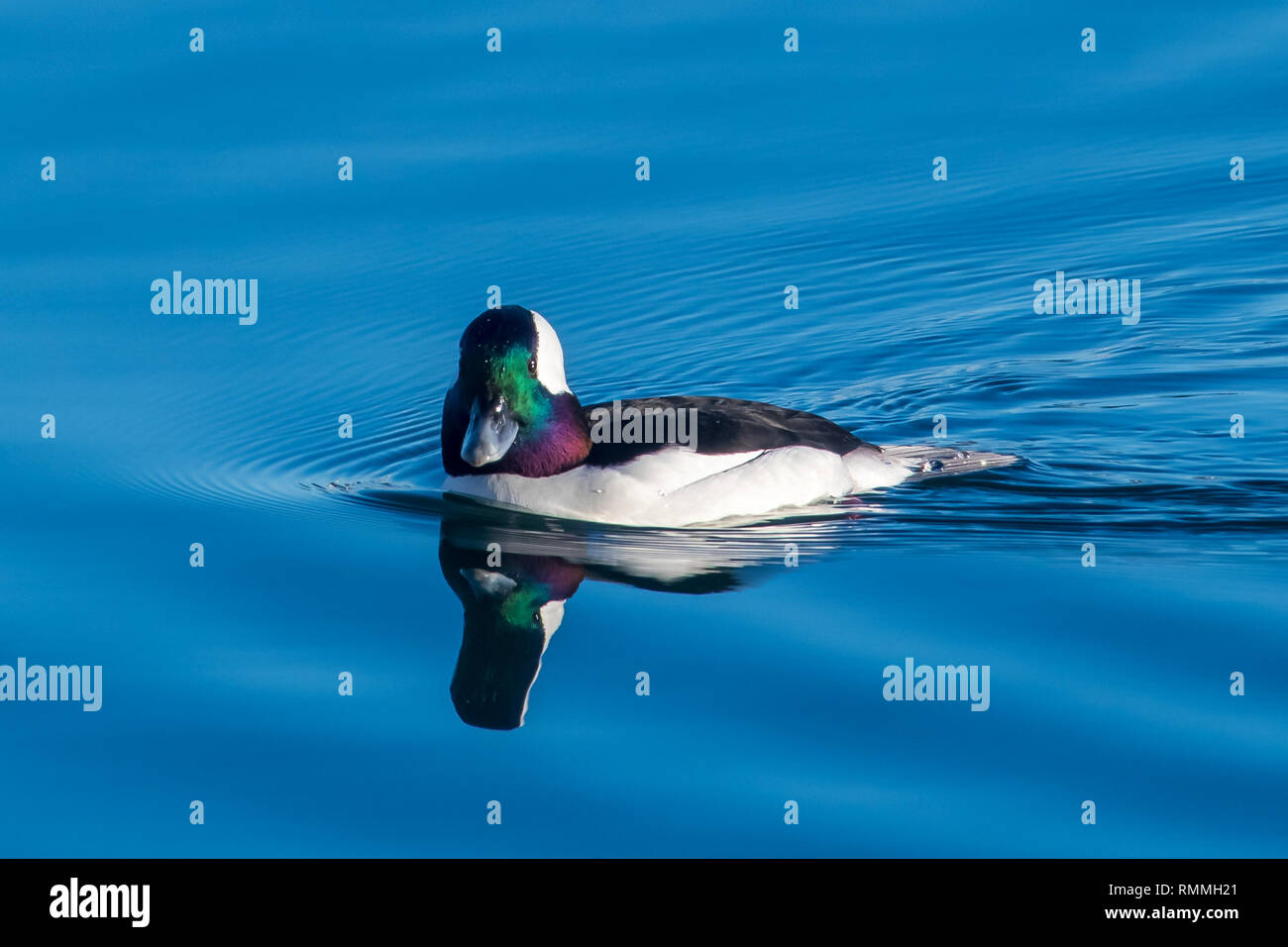 Bufflehead duck swimming, British Columbia, Canada Stock Photo