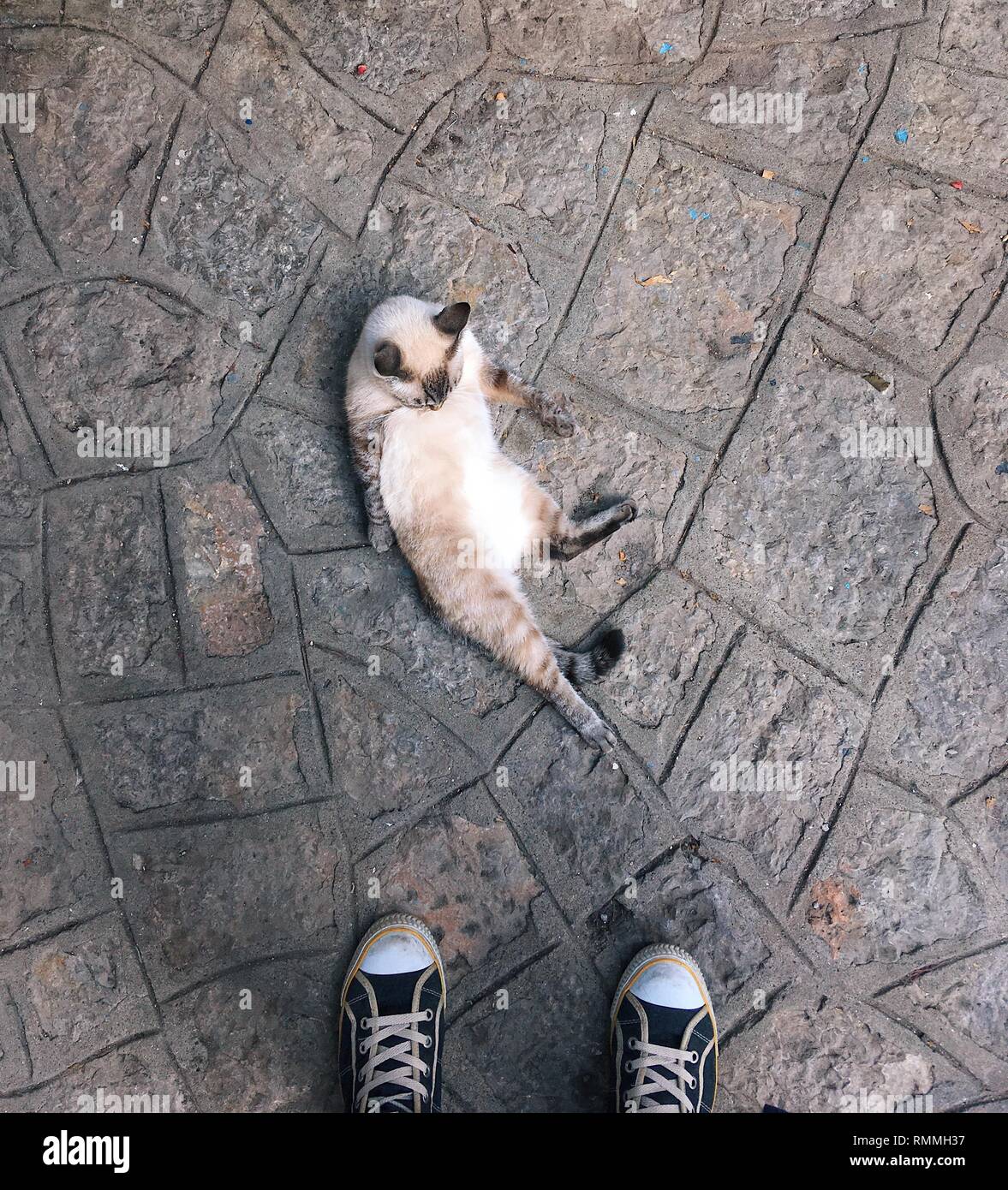 Overhead view of a person's feet standing next to a cat - Smartphone Captured Stock Image