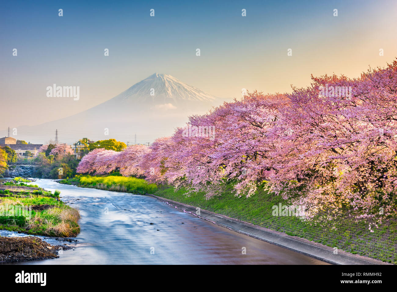 Mt. Fuji, Japan spring landscape and river with cherry blossoms. Stock Photo