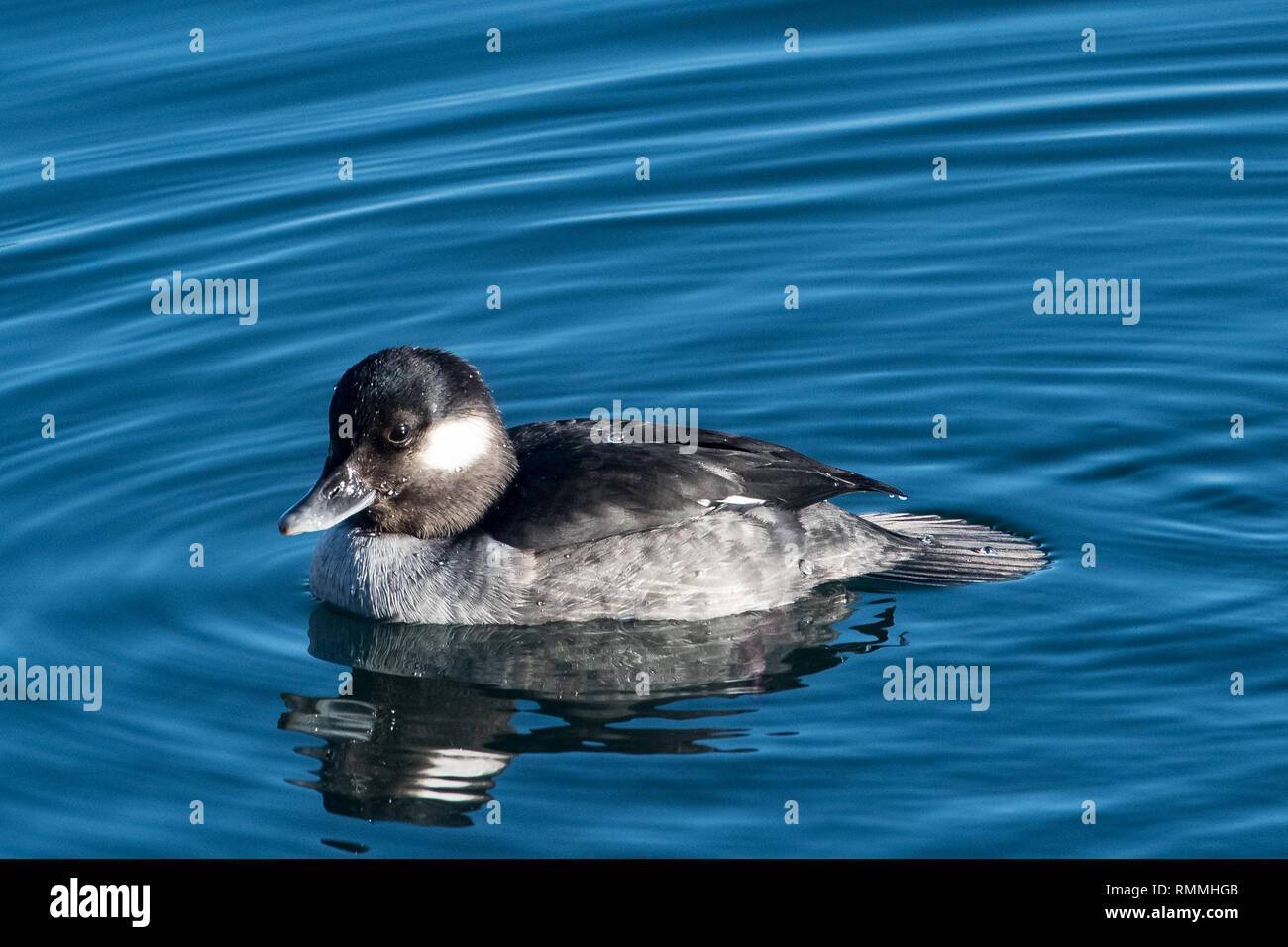 Bufflehead Duck swimming in a lake, British Columbia, Canada Stock Photo