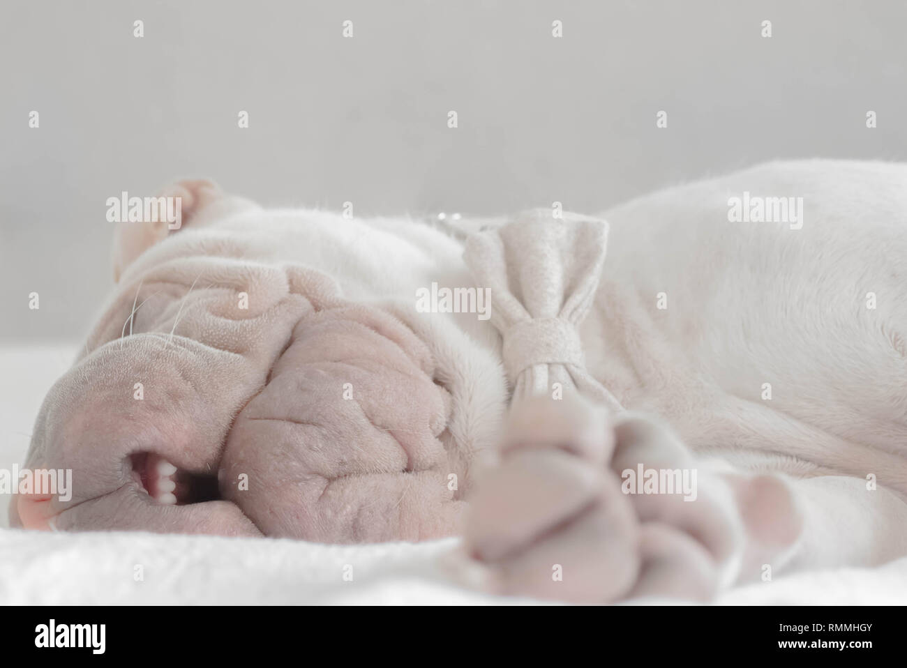 Shar pei puppy dog wearing a bow tie lying on a bed snoring Stock Photo