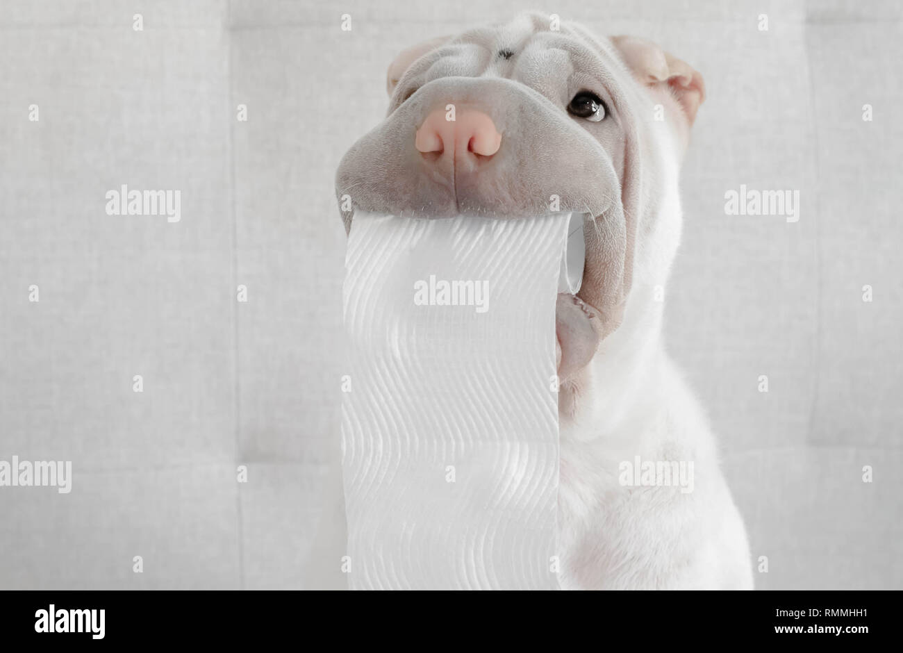 Dog holding toilet roll in its mouth hires stock photography and