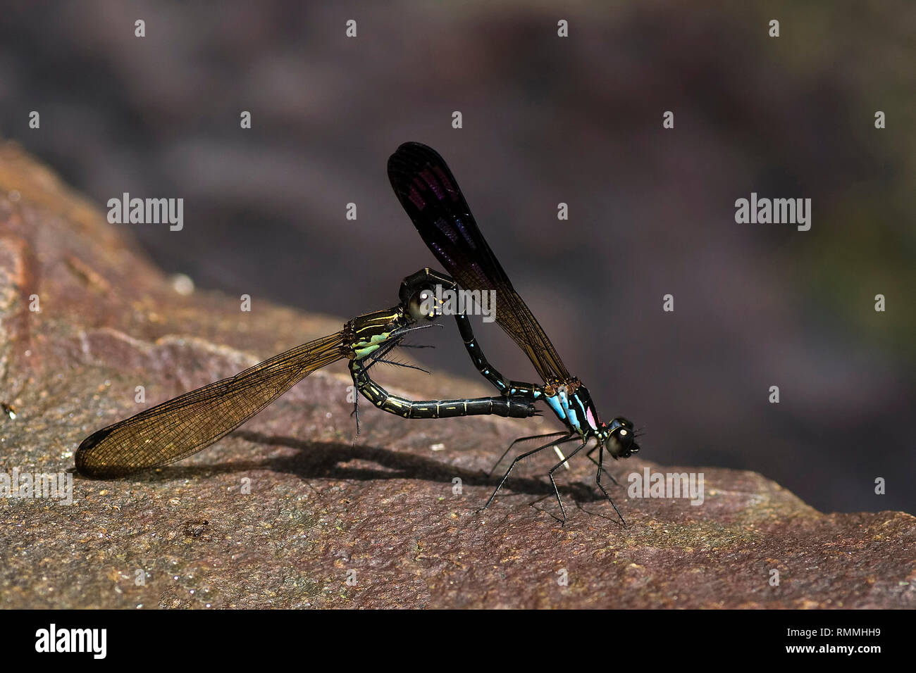 Two damselflies on a rock mating, Indonesia Stock Photo - Alamy