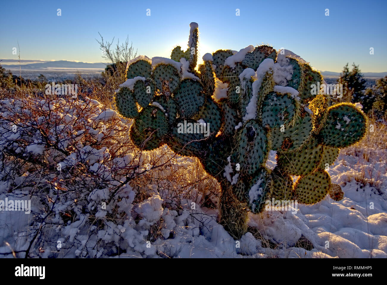Snow covered prickly pear cactus, Chino Valley, Arizona, United States