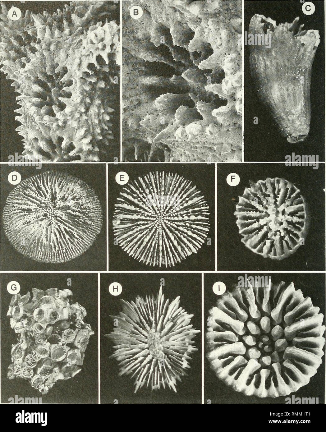. Annals of the South African Museum = Annale van die Suid-Afrikaanse Museum. Natural history. 238 ANNALS OF THE SOUTH AFRICAN MUSEUM. Fig. 3. A-B. Madracis sp. A, V-2697, IOM, branch and calicular views. A x 10, B x 20. C, F. Caryophyllia sp. cf. C. cornuformis, V-2626, IOM, lateral and calicular views. C x 5,8, F x 6,7. D. Letepsammia formosissima, V-2608, USNM 91506, calice. x 1,3. E. Anthemiphyllia dentata, V-2804, IOM, calice. x 1,4. G. Culicia sp. cf. C. natalensis, AB-421A, USNM 91515, colony, x 0,9. H. Caryophyllia ambrosia ambrosia, V-2668, IOM, calice. x 1,3. I. Caryophyllia rugosa,  Stock Photo