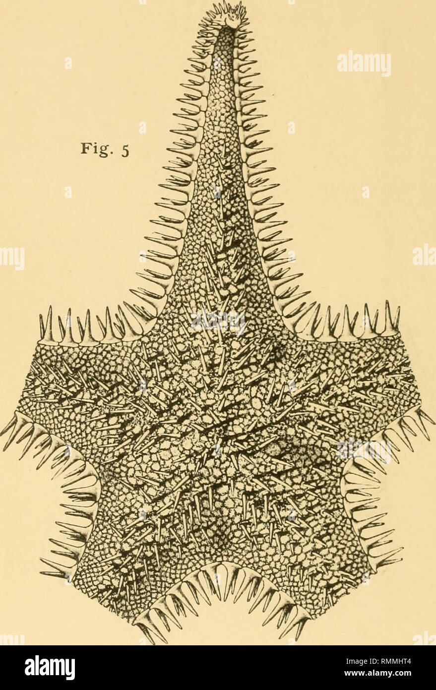 . The Annals and magazine of natural history; zoology, botany, and geology. Natural history; Zoology; Botany; Geology. Fig. 5. MILTELIPHASTER WOOD-MASONI. ABACTINAI, VIEW.. Please note that these images are extracted from scanned page images that may have been digitally enhanced for readability - coloration and appearance of these illustrations may not perfectly resemble the original work.. London, Taylor and Francis, Ltd Stock Photo