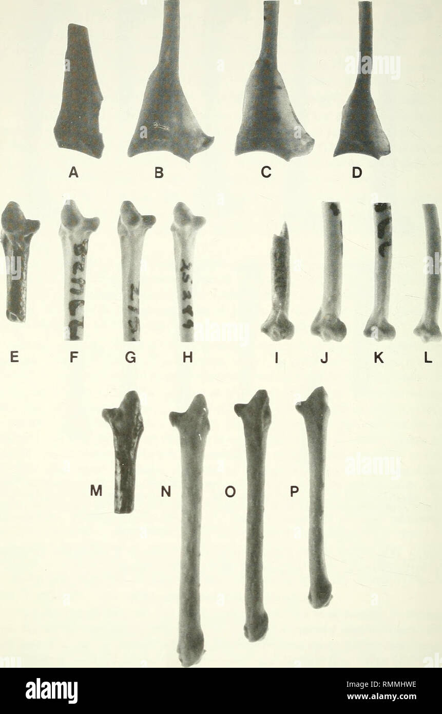 . Annals of the South African Museum = Annale van die Suid-Afrikaanse Museum. Natural history. 204 ANNALS OF THE SOUTH AFRICAN MUSEUM. Fig. 5. A-D. Coracoids. A. Urocolius sp., OLD FLK I 26010. B. U. indicus, SAM-Z057546. C. U. macrourus, M3184. D. Colius striates, SAM-ZOT.592. E-P. Ulnae. E, M. Urocolius sp., OLD FLK NI 19721. F, N. U. indicus, PB27428. G, O. U. macrourus, PB27520. H, P. Colius striatus, PB25289. I. Urocolius sp., OLD FLK NI 19765. J. U. indicus, PB27428. K. U. macrourus, PB27519. L. Colius striatus, PB25289. All figures x3.. Please note that these images are extracted from s Stock Photo