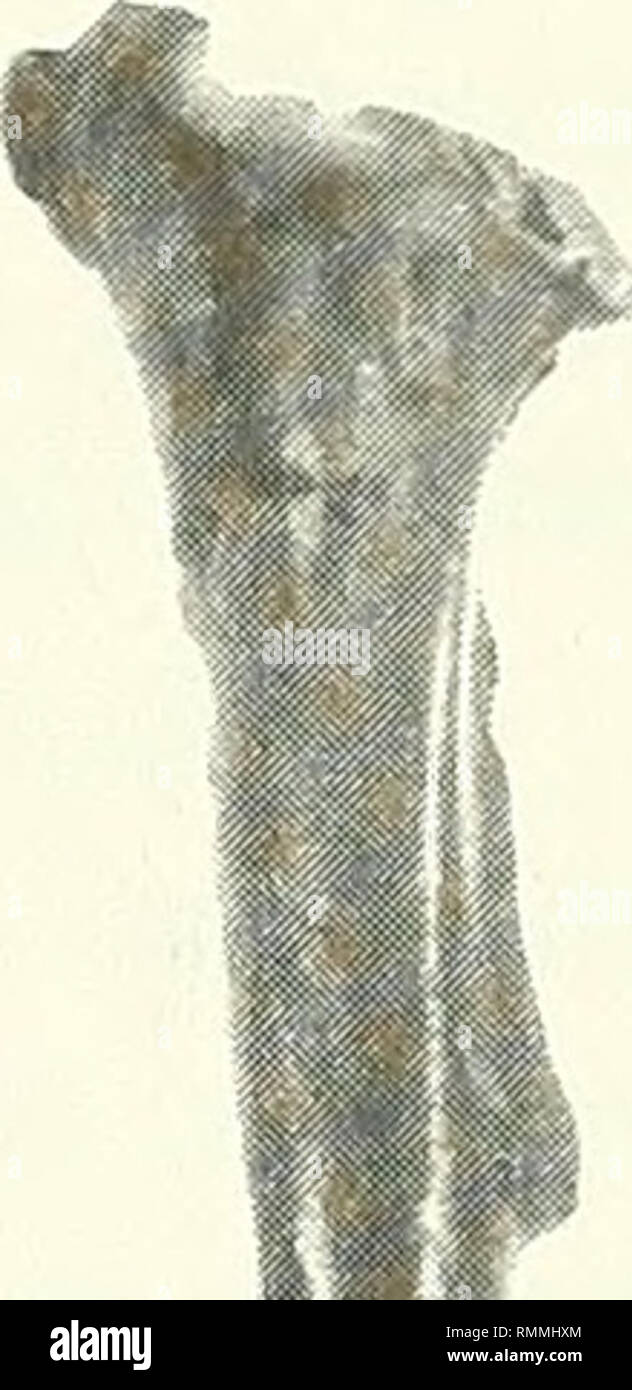 Annals Of The South African Museum Annale Van Die Suid Afrikaanse Museum Natural History H Fig 3 A E Ulnae A Colius Cf C Striates Old Flk Ni 27330 B C Striatus