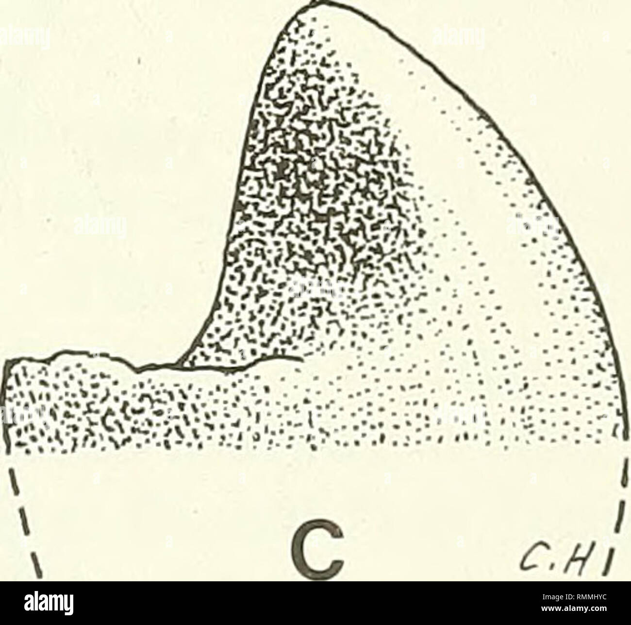 . Annals of the South African Museum = Annale van die Suid-Afrikaanse Museum. Natural history. Fig. 4. The tooth crown (third most posterior tooth) of NMQR 3189. A. Dorsal view. B. Lateral view. C. Medial view. AXIAL SKELETON Approximately 20 vertebrae are present in the block. None is closely articu- lated to its neighbours, and neural arches and centra are frequently dis- associated. Neural spines are low. The vertebrae are very similar to those described by Kemp (1986) in a regisaurid baurioid.. Please note that these images are extracted from scanned page images that may have been digitall Stock Photo