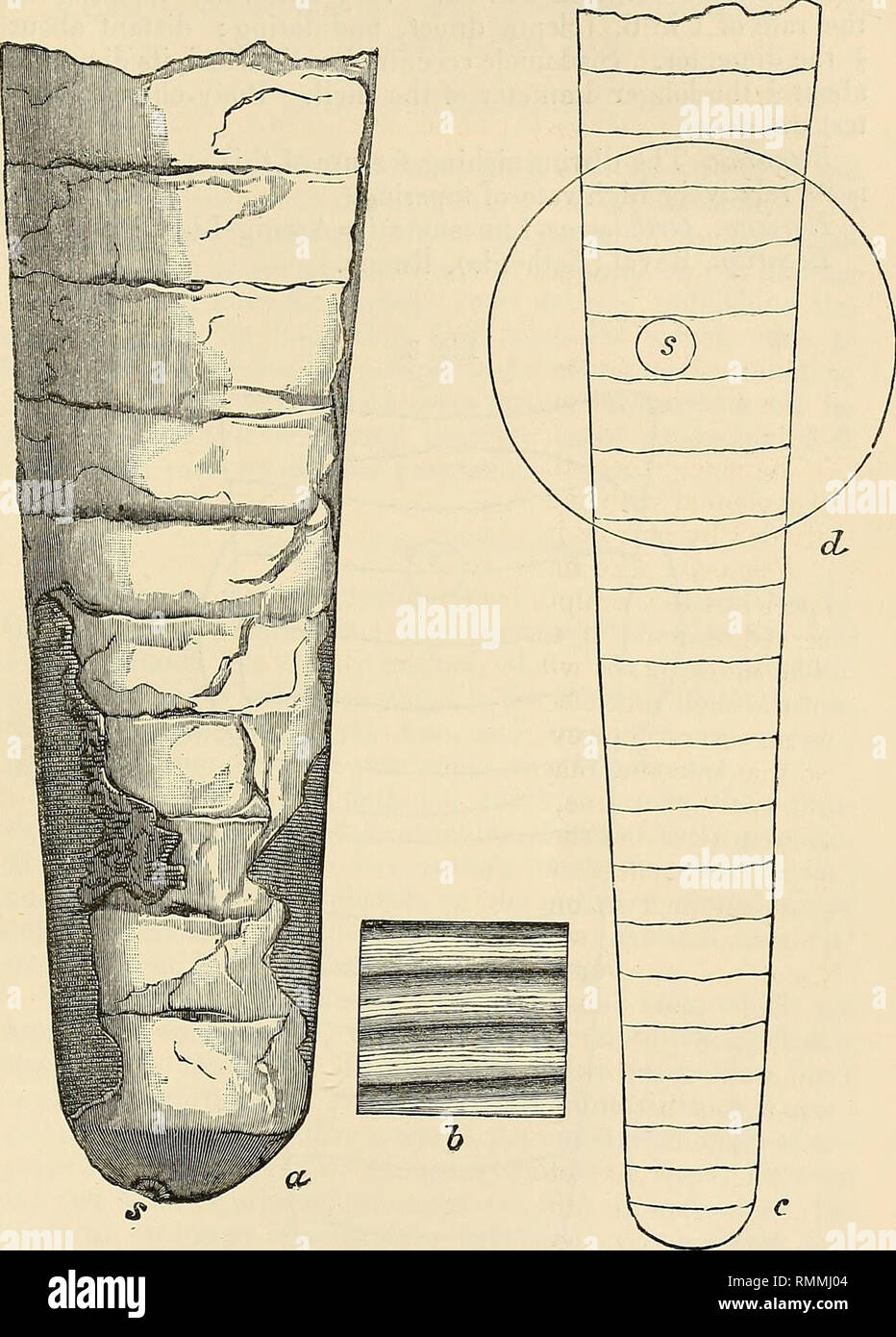 The Annals and magazine of natural history; zoology, botany, and geology.  Natural history; Zoology; Botany; Geology. Dr. A. Giiiither on the British  Species of Mugil. 347. extremity of the maxillary bone