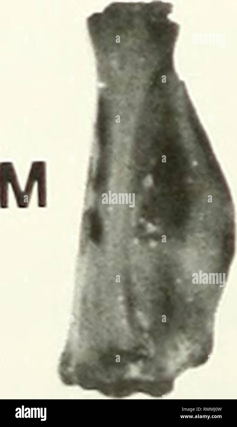 Page 234 F E M A High Resolution Stock Photography And Images Alamy Page 234 F E M A High Resolution Stock Photography And Images Alamy