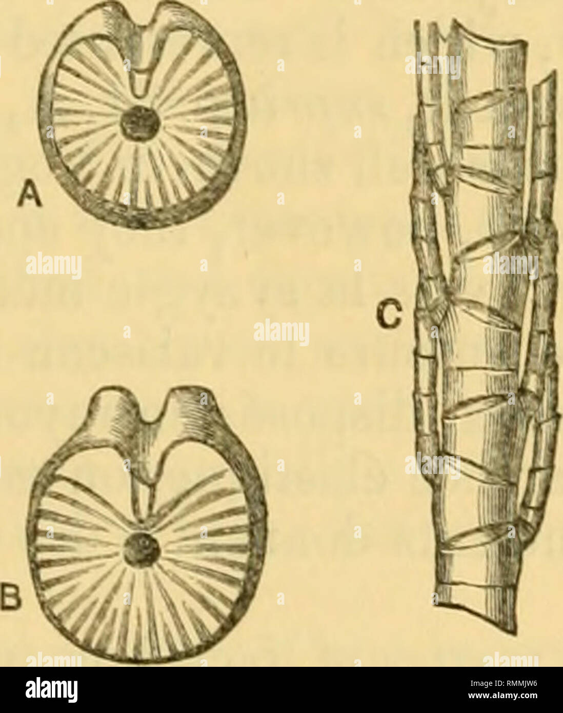 . The Annals and magazine of natural history; zoology, botany, and geology. Natural history; Zoology; Botany; Geology. Morphology o/Antedon rosacea. 37 space on the dorsal side of the central capsule which is marked /' in fig. 267, and c in fig. 276, and is described in the expla- nation of tlie former figure as one of these cavities of the cham- bered organ, is nothing wliatever but a rent in the organic basis of the floor of tlie centro-dorsal piece. These rents often appear in the skeletal tissues when very thin sections are cut, and I have been familiar with them for years; but I have many Stock Photo