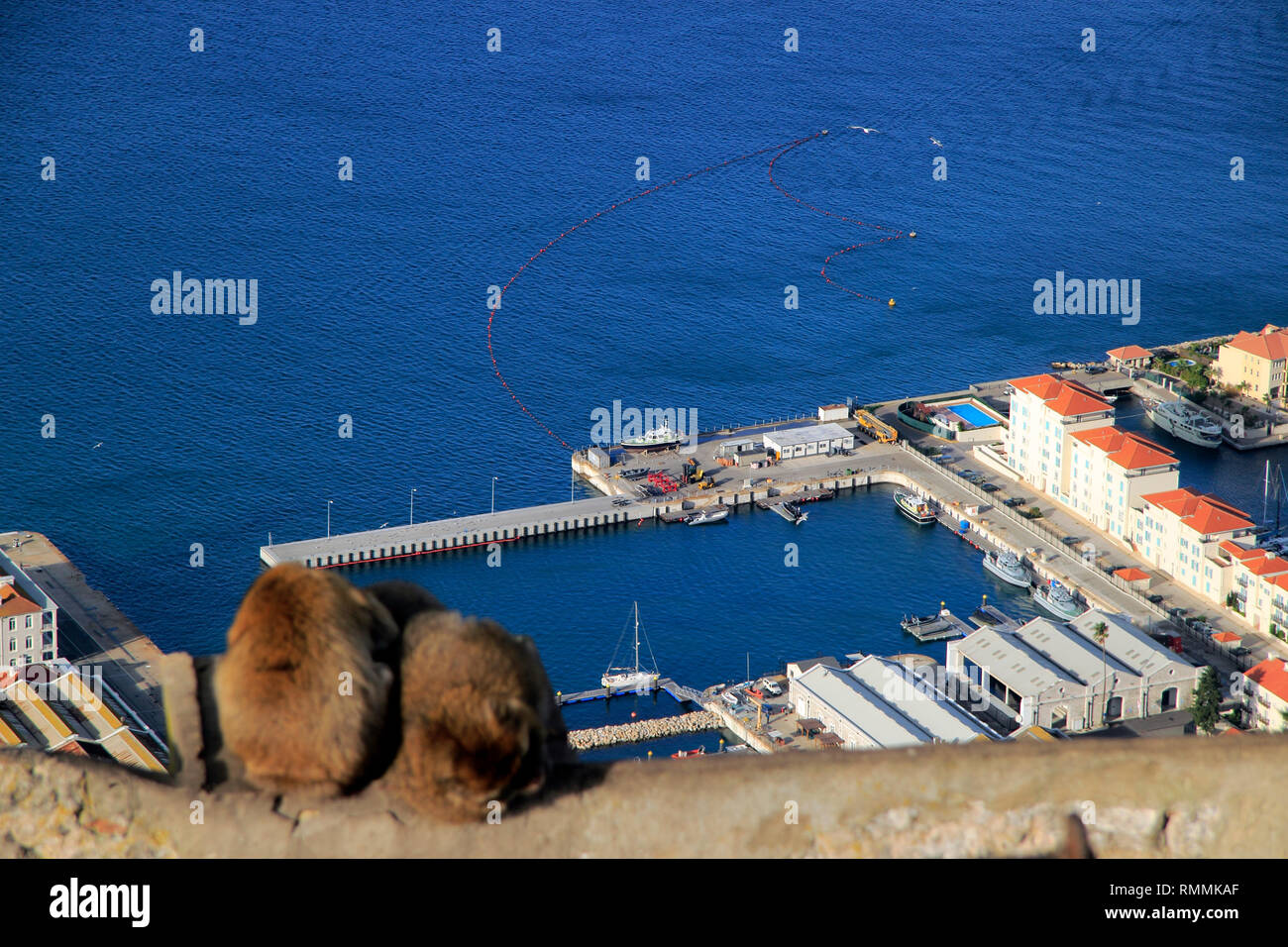 Barbary Macaques, Barbary Apes, Gibraltar Stock Photo