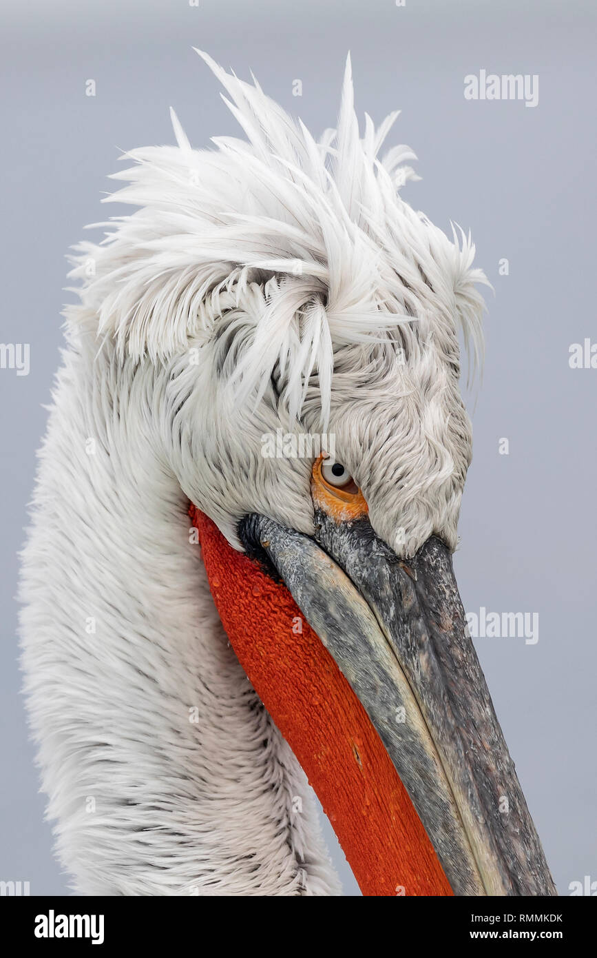 Dalmatian Pelican In Winter At Kerkini (Pelecanus crispus) Stock Photo