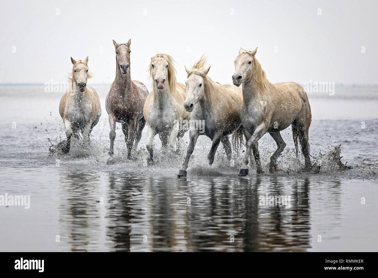 Camargue White Horses Stock Photo