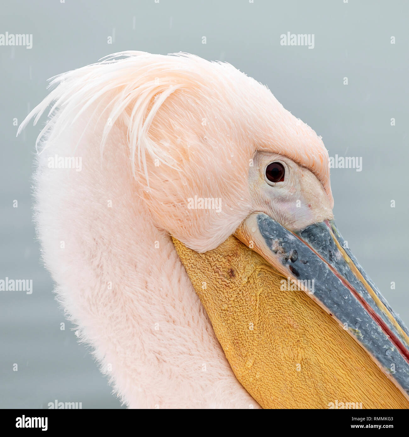 Great White Pelican (Pelecanus onocrotalus) Stock Photo