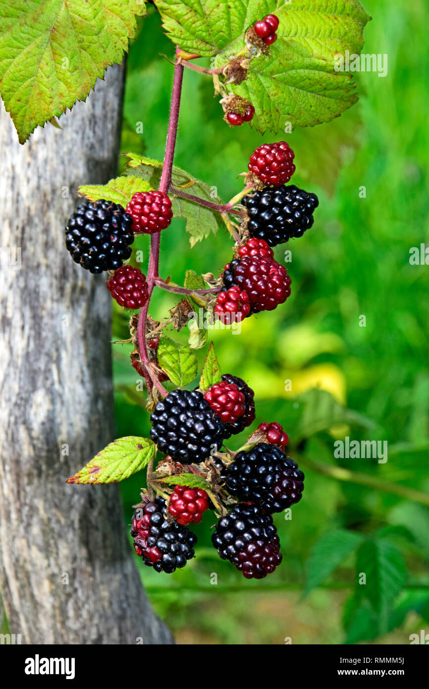 Ripening blackberries hanging down on a twig, close-up view with blurred green background Stock Photo