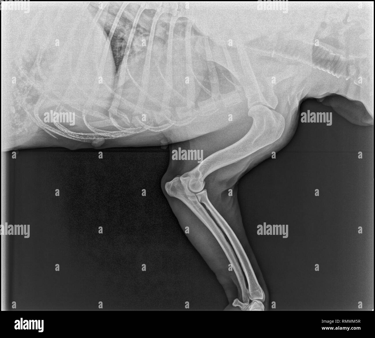 X-ray image of the elbows of a dog Stock Photo