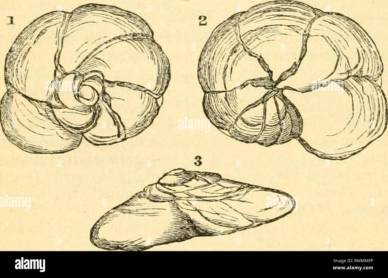 . The Annals and magazine of natural history; zoology, botany, and geology. Natural history; Zoology; Botany; Geology. 284 Messrs. Jones and Parker on some himself at 70 fathoms, 50 miles S.W. of Ushant. tained the followino; recent Foraminifera:— It con- Miliola (Biloculina) buroides, D'Orb. ( ) depress, D'Orb. (Triloculina) reticulata, UOrh. (Quinqueloculina) pulcliella, D'Orh. ( ) Ferussacii, D'Orb. (Spiroloculina) pLmulata, (Lam.). Lituola canariensis (D'Orb.). Lageua margiuata, Montayu.. squamosa, Mo)it. Dentalina communis, D'Orb. Nodosaria obliquestriata(both Den- taline and Marginuliue) Stock Photo