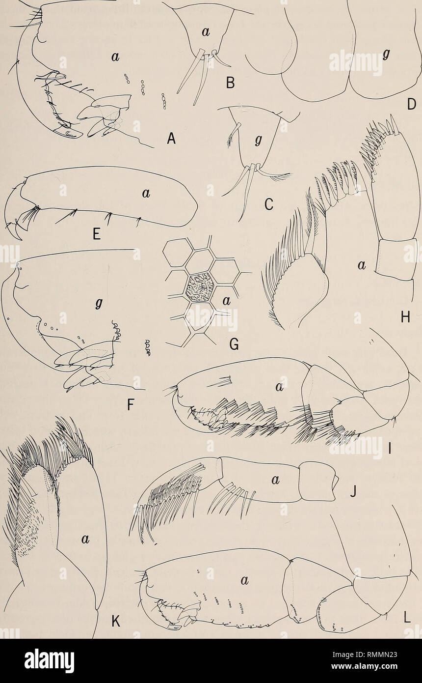 . Annals of the South African Museum = Annale van die Suid-Afrikaanse Museum. Natural history. REDESCRIPTION OF THE AMPHIPOD CALLIOPIELLA MICHAELSENI SCHELLENBERG 37. Fig. 2. Calliopiella michaelseni Schellenberg. a, female 'a' 10,32 mm; g, male 'g' 7,22 mm. A. Right gnathopod 2. B-C. Accessory flagellum. D. Epimera 1-3. E. Apex of pereopod 3. F. Right gnathopod 2. G. Cuticle of coxa 5. H. Maxilla 1. I. Right gnathopod 1. J. Mandibular palp. K. Maxilla 2. L. Right gnathopod 2, setae removed.. Please note that these images are extracted from scanned page images that may have been digitally enha Stock Photo