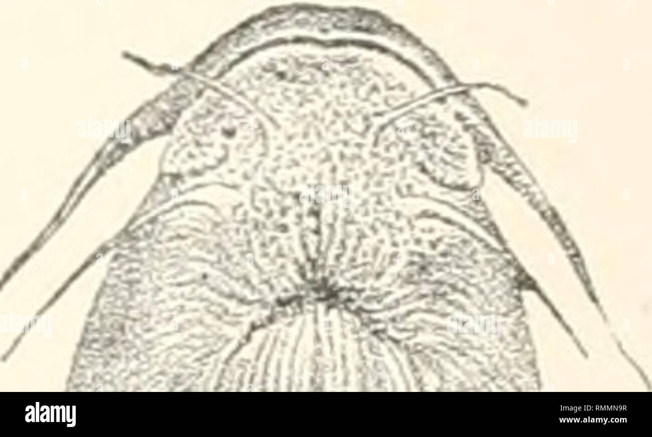. Annals of the South African Museum. Annale van die Suid-Afrikaanse Museum. Natural history. FIG. 104.—Gephyroglanis sdateri. very short, T3o to ^ diameter of eye ; maxillary barbel -^ to | length of head, outer rnandibular -^ to f, inner ^ to %. Mouth ^ to | width of head ; premaxillary band of teeth curved, 3 to 4 times as long as broad. Dorsal i 7 ; 1^ times to twice as deep as long, not reaching adipose fin when folded; spine strong, smooth, -| to T9^ length of head; longest soft ray Tv to | length of head. Adipose fin 3J to 4 times as long as deep, its distance from dorsal 1| to If times Stock Photo