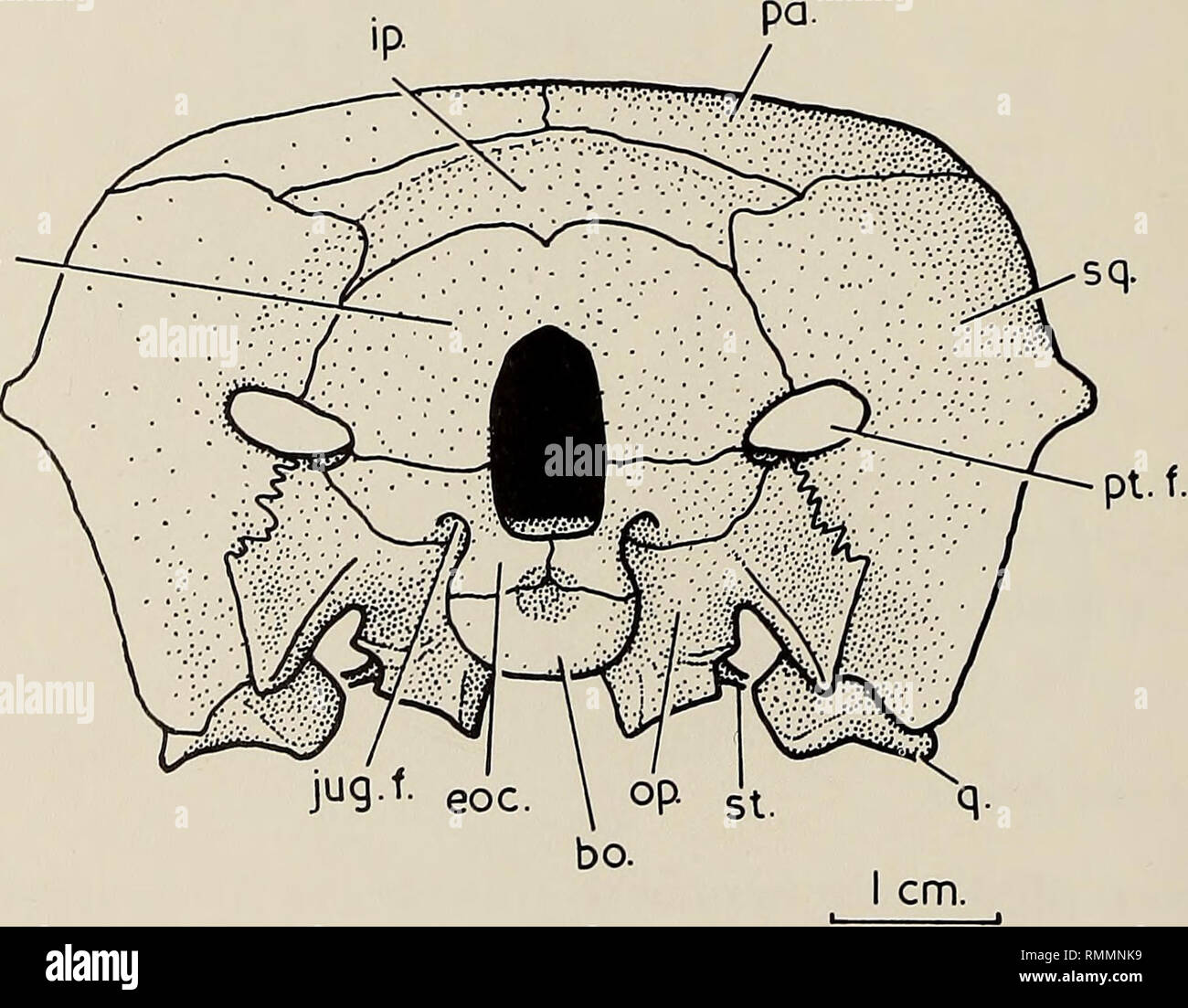 . Annals of the South African Museum = Annale van die Suid-Afrikaanse Museum. Natural history. i44 ANNALS OF THE SOUTH AFRICAN MUSEUM excavated over the basioccipital-basisphenoid suture, and it is possible that this part, which is unfinished in periosteum, was completed in cartilage during life. Above this area, the opisthotic is flared backwards as a slightly concave, horizontal ledge, below and lateral to the opening of the jugular foramen. In the ventral midline the highly interdigitating basioccipital-basisphenoid suture is clearly visible. The suture straightens out on the inner side of  Stock Photo