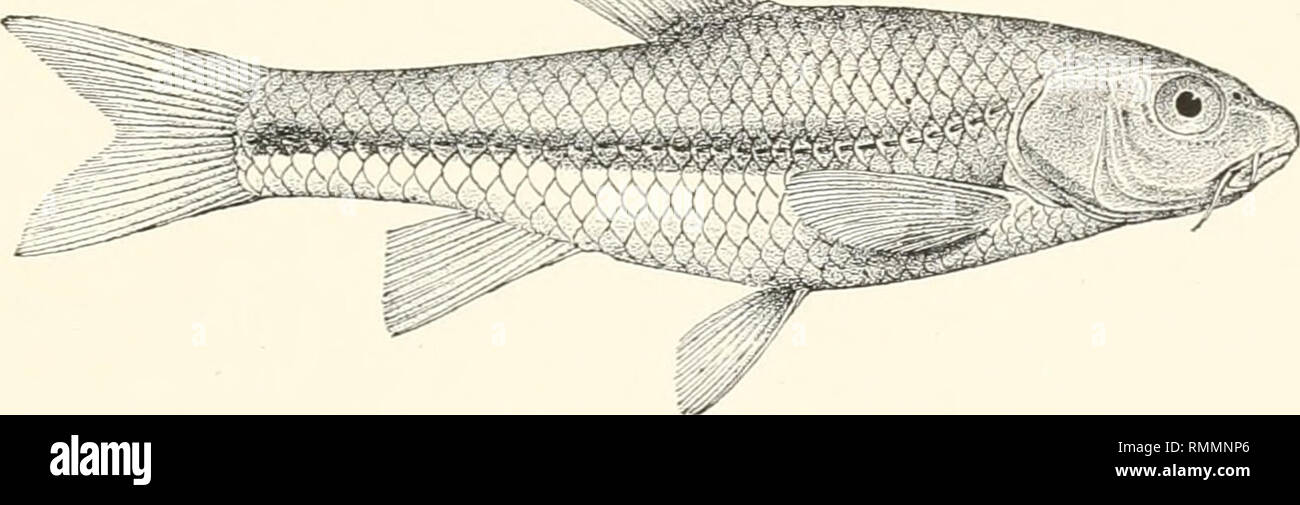 . Annals of the South African Museum. Annale van die Suid-Afrikaanse Museum. Natural history. The Freshwater Fishes of South Africa. 417 45. BARBUS MOTEBENSIS, Stdr. Steind., Sitzb. Ak. Wien, ciii., i., 1894, p. 453, pi. ii., fig. 2, and Bouleng., Cat. Fresh. Fish. Afr., ii., p. 147, tig. 123 (1911). &quot; Depth of body equal to length of head, about 3i times in total length. Snout rounded, 3 times in length of head ; eye 4*- times in length of head, interorbital width 3 times; mouth small, sub- inferior; two barbels on each side, anterior about i as long as posterior, which is a little longe Stock Photo