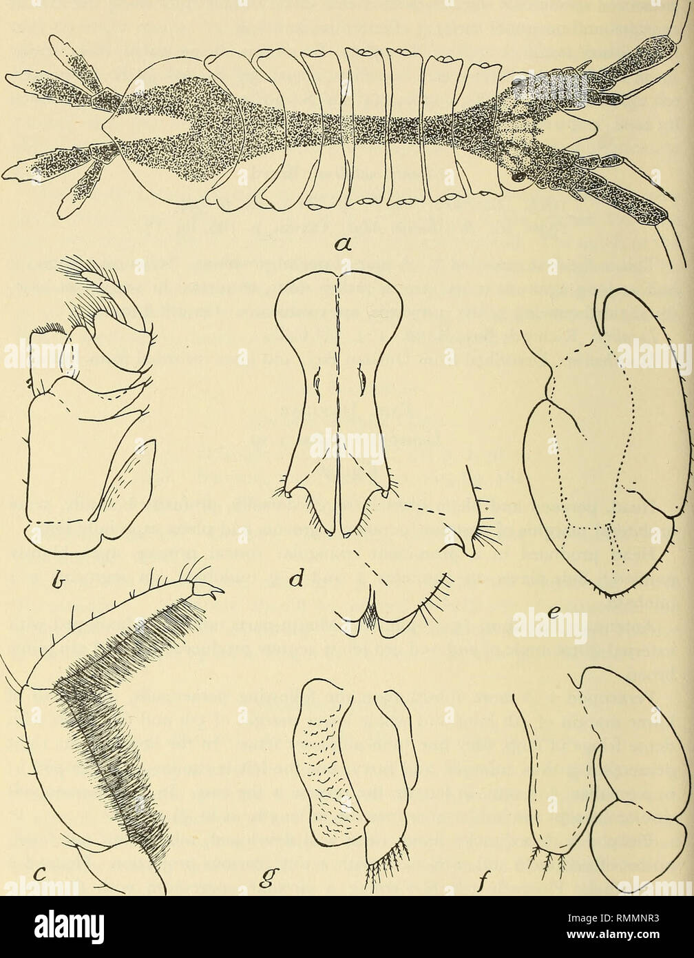 . Annals of the South African Museum = Annale van die Suid-Afrikaanse Museum. Natural history. 76 ANNALS OF THE SOUTH AFRICAN MUSEUM. Fig. 36. Ianiropsis bisbidens n. sp. a. whole animal, flagella of 2nd antennae omitted, b. maxilliped. c. 4th7th joints of peraeopod 1 6*- d. pleopod 1 6% with apices of peduncle and ramus further enlarged, e. anterior view of left pleopod 3 (J. f. pleopod 3 $. g. pleopod 4 (o* and $).. Please note that these images are extracted from scanned page images that may have been digitally enhanced for readability - coloration and appearance of these illustrations may Stock Photo