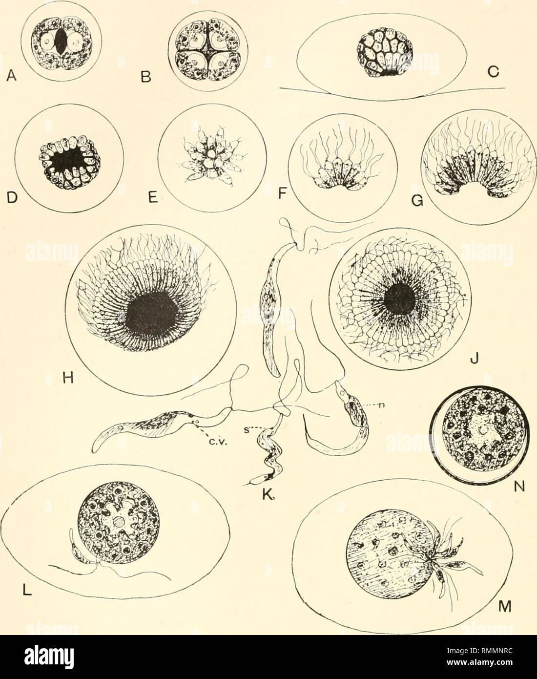 Annals Of The South African Museum Annale Van Die Suid Afrikaanse Museum Natural History 490 Annals Of The South African Museum M Fig 3 Volvox Gigas A E Development Of Androgonidium A Two Celled