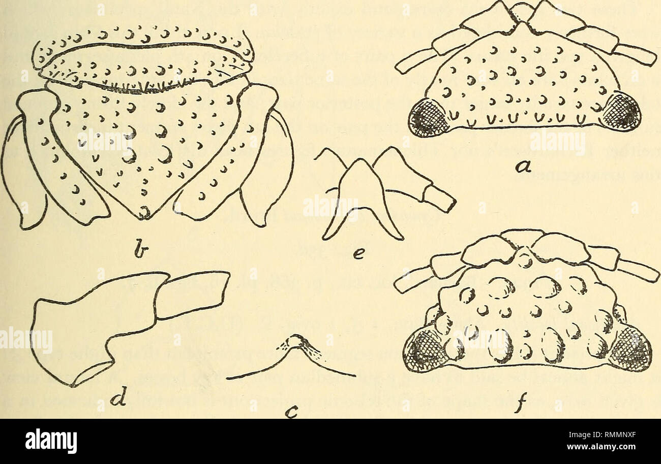 Annals of the South African Museum = Annale van die Suid-Afrikaanse Museum.  Natural history. ADDITIONS TO FAUNA-LIST OF S.A. CRUSTACEA AND PYCNOGONIDA  67 Cymodoce zanzibarensis Stebb. 1910. Stebbing, Trans. Linn. Soc.