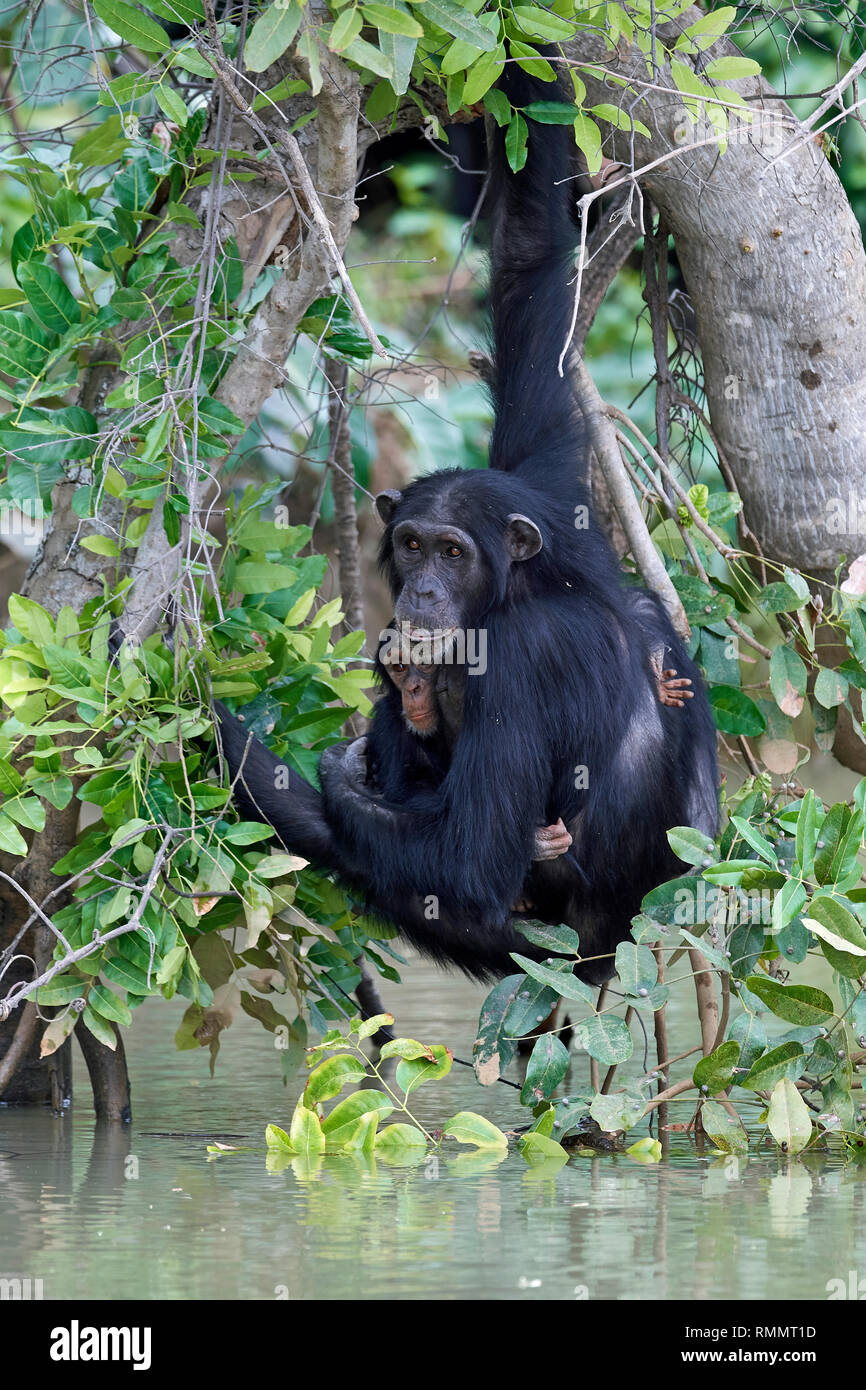 Chimpanzee Rehabilitation Project Hi res Stock Photography And Images Chimpanzee Rehabilitation Project Hi res Stock Photography And Images