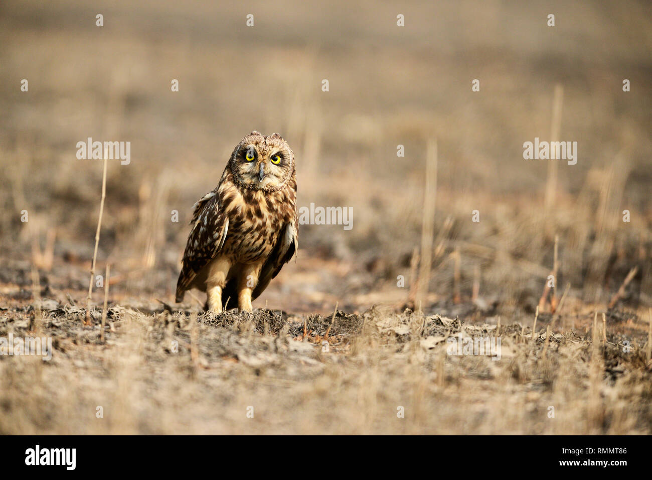 Short eared owl, Asio flammeus Uran, Mumbai, Maharashtra, India Stock Photo
