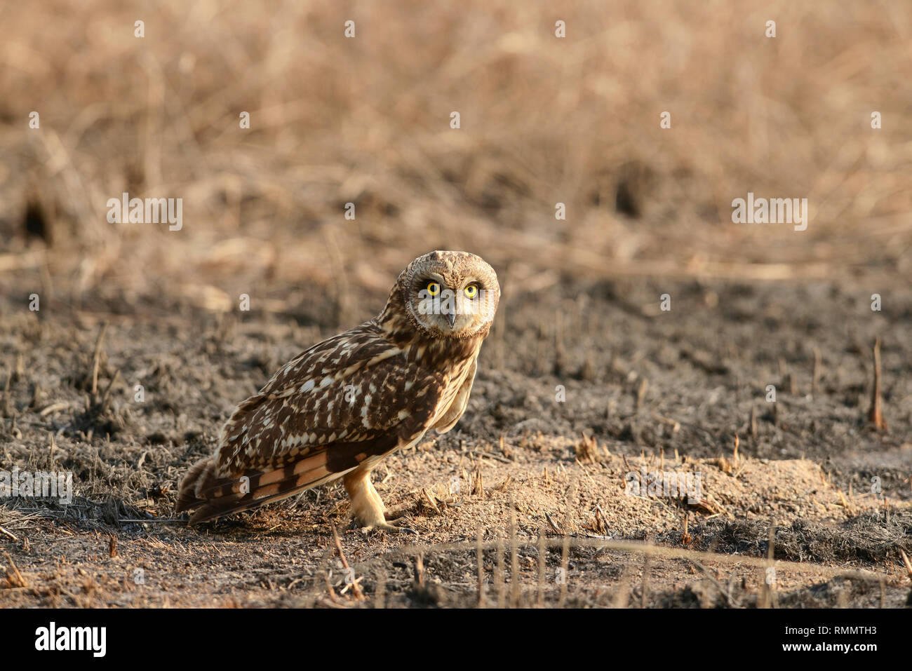 Short-eared owl, Asio flammeus, Uran JNPT, Mumbai, Maharashtra, India Stock Photo