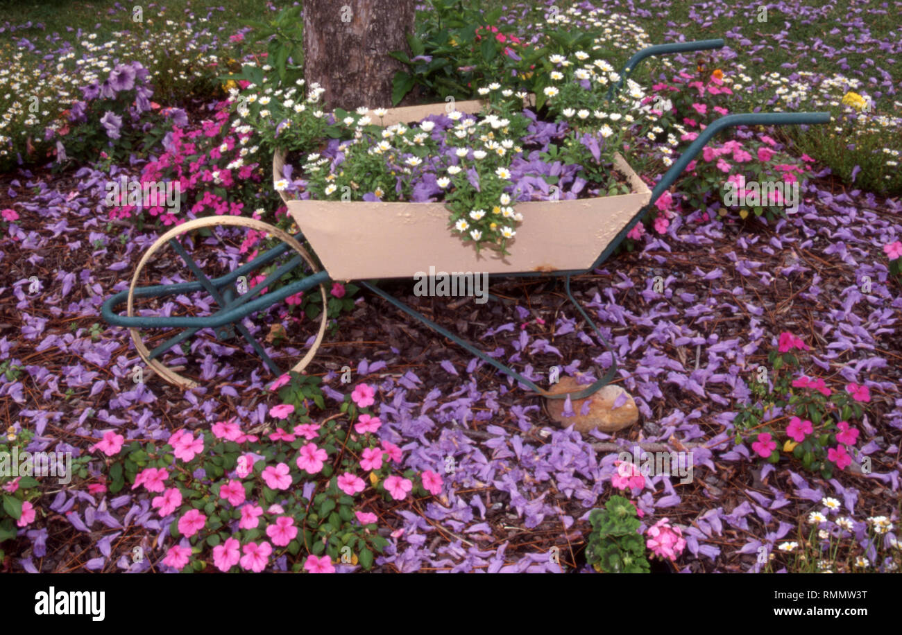 OLD RESTORED WHEELBARROW IN THE FRONT GARDEN OF A SUBURBAN HOUSE. WHITE DAISIES, IMPATIENS GROWING AND JACARANDA BLOSSOM SCATTERED ON THE GROUND. SYDN Stock Photo