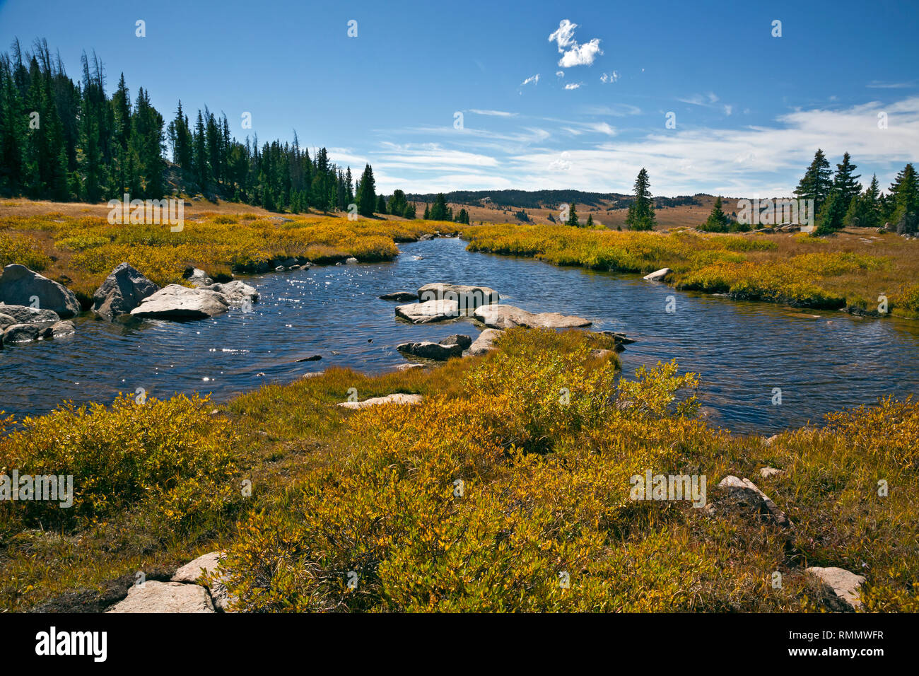 WY03737-00...WYOMING - Fall color along a creek in the Chain Lakes area near the Beartooth Highway in the Shoshone National Forest. Stock Photo