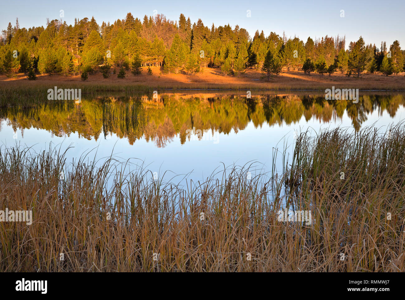WYOMING - Reflections in a pond near the shores of Island Lake in the early morning hours in the Beartooth Mountains area of Shoshone National Forest. Stock Photo