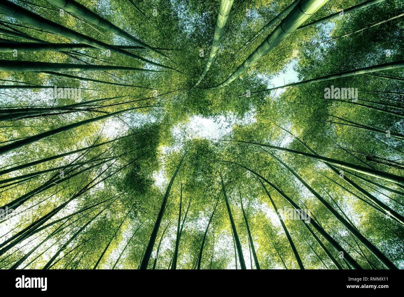 Arashiyama Bamboo Forest in Kyoto Japan Stock Photo