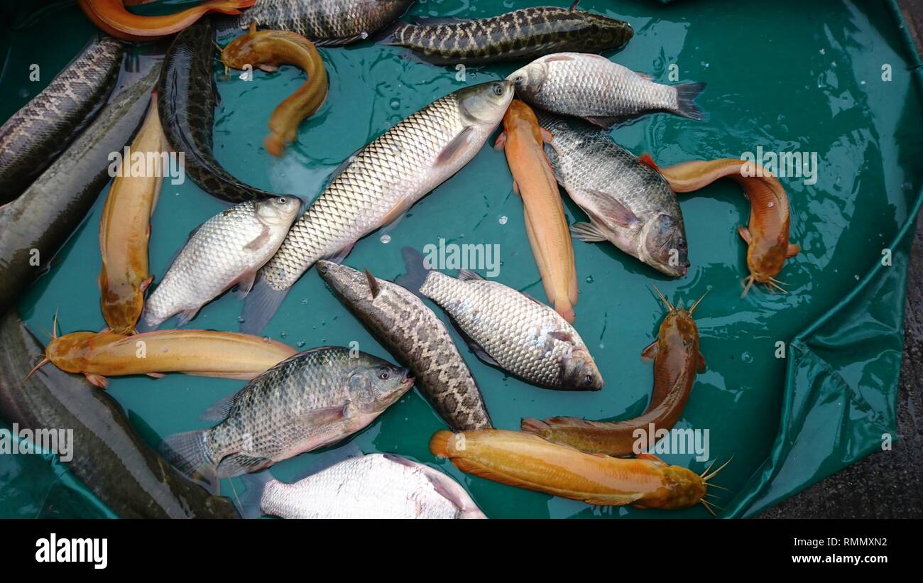 Seafish for sale at the seafood market Stock Photo - Alamy