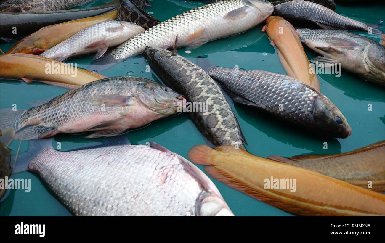 Seafish for sale at the seafood market Stock Photo Alamy