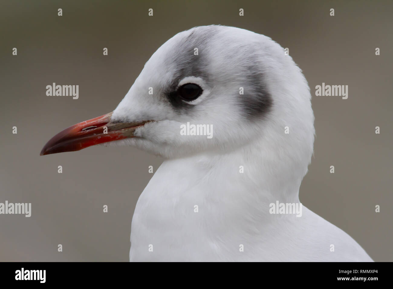 Black-headed Gull (Chroicocephalus ridibundus) close up of the head in winter plumage. Stock Photo