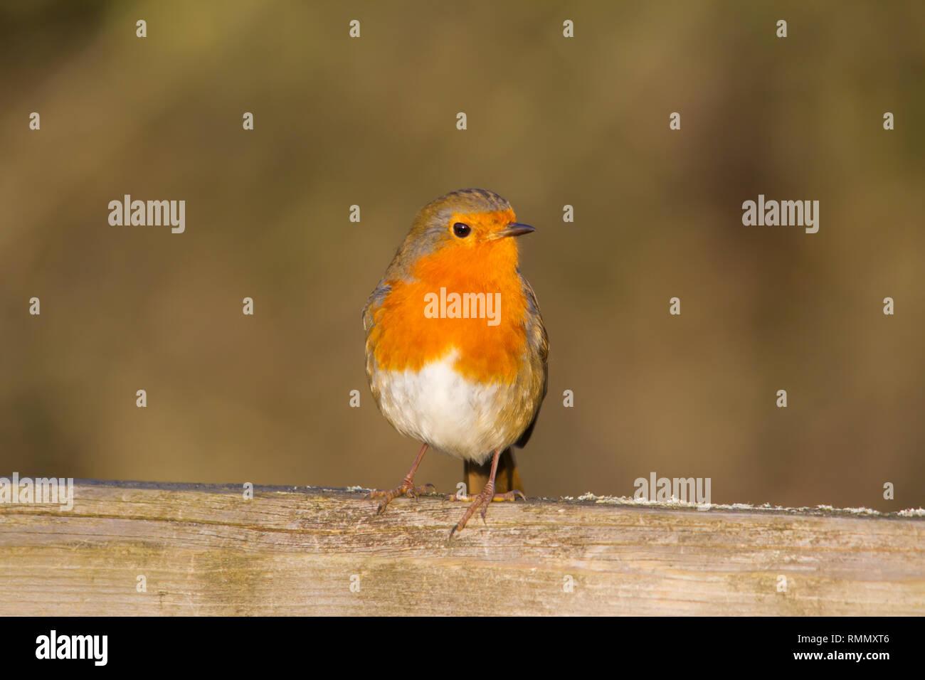 European Robin (Erithacus rubecula) perched on a wooden gate. Stock Photo