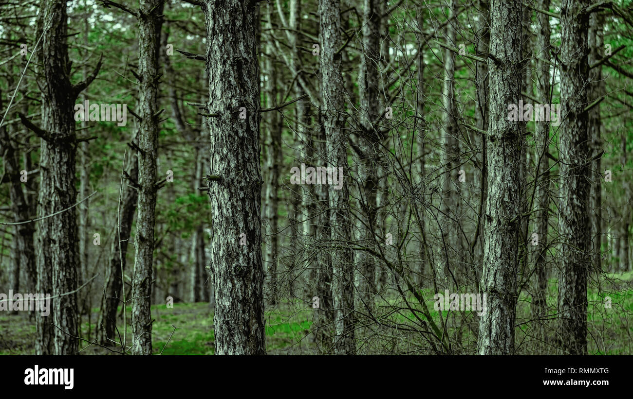 pine trees grow in the forest Stock Photo Alamy