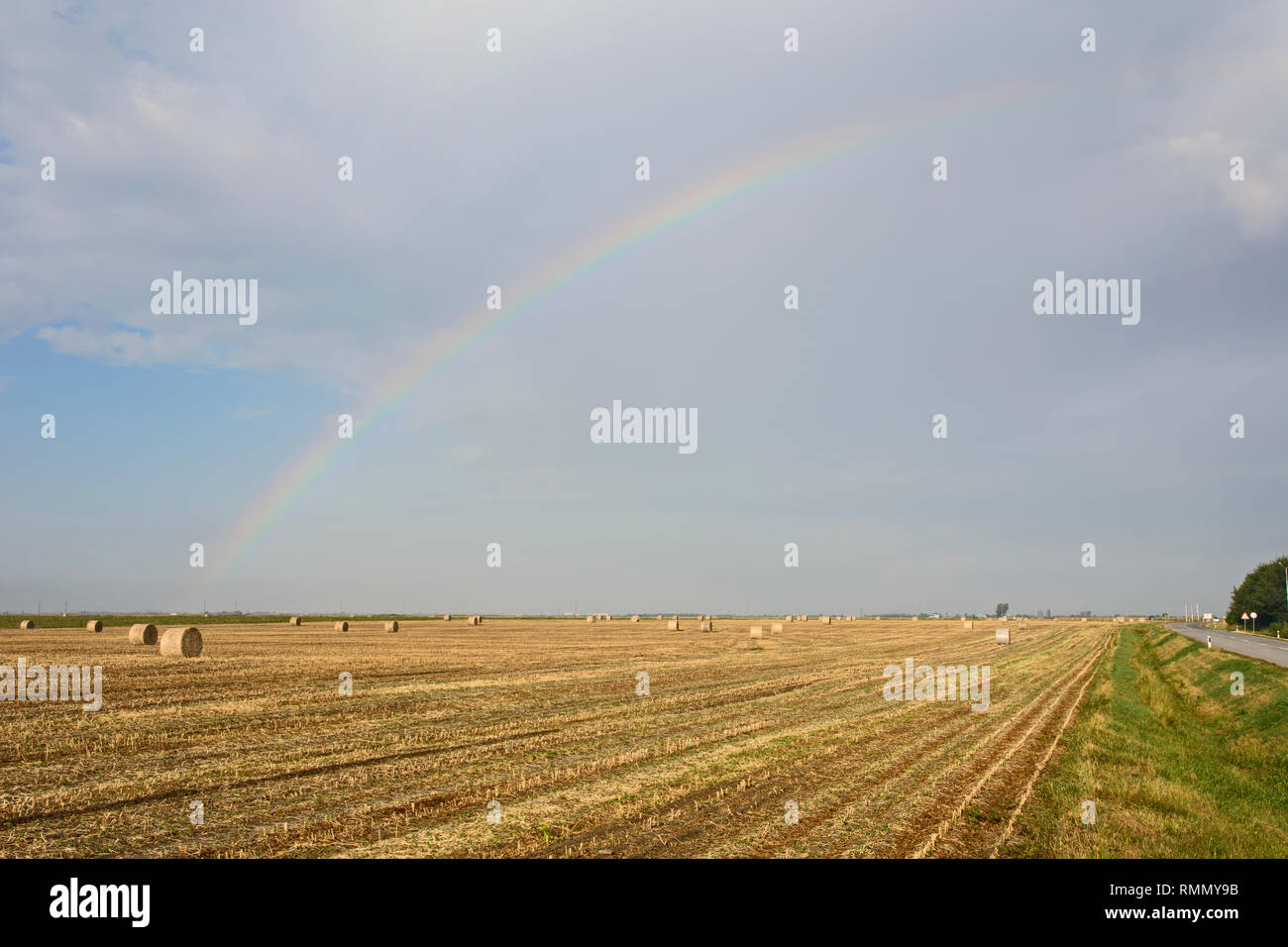 Wheat field after harvest, bales of rolled straw, animal feed for