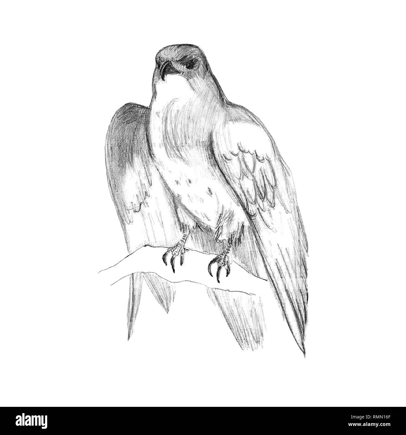 Falcon sitting on a branch, pencil sketch, hand drawing Stock Photo