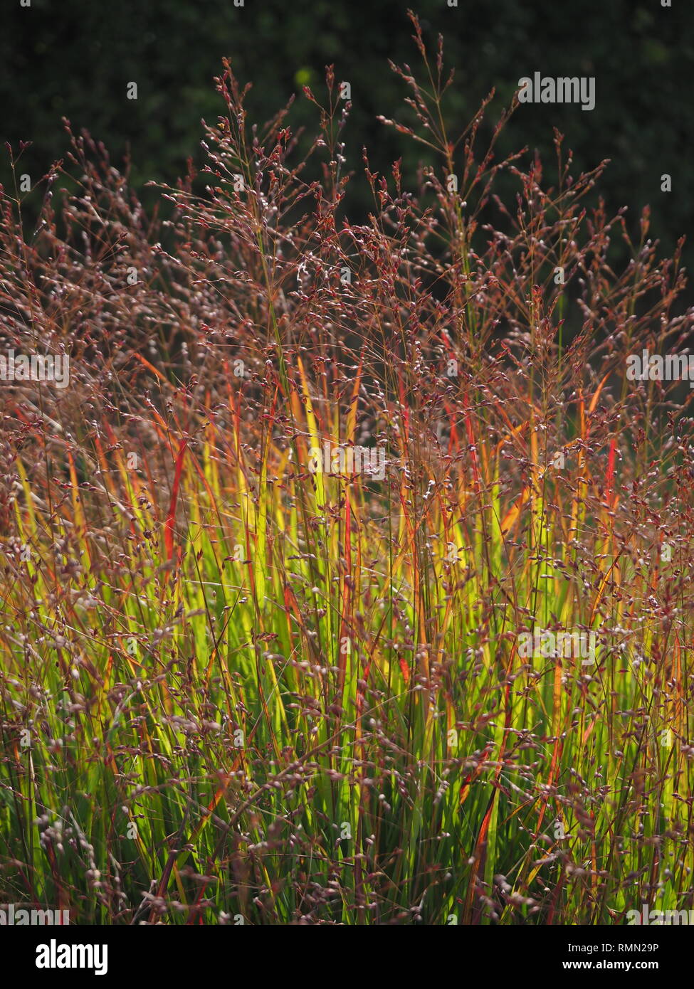 Ornamental grasses in the sunlight Stock Photo Alamy